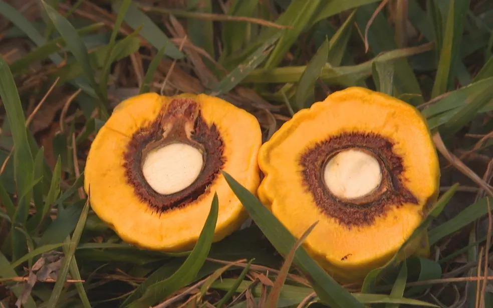 O pequi sem espinhos está cada vez mais perto de chegar à mesa dos goianos. Mais de 1 mil pés do fruto são cultivados em Goiânia