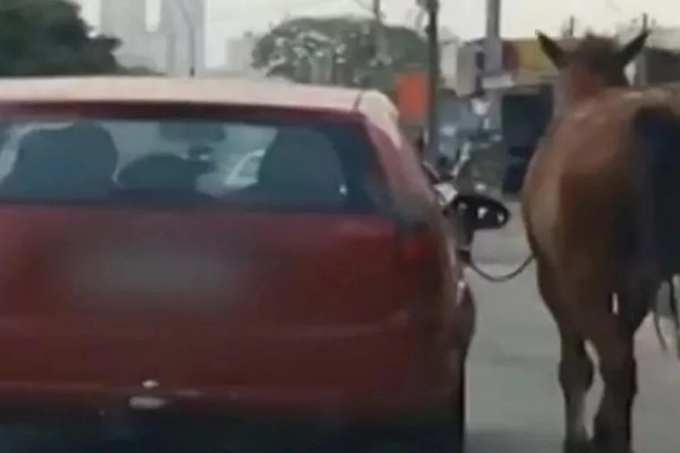 Um motorista flagrou um cavalo sendo puxado pelo passageiro de carro em movimento na Vila Alzira, em Aparecida.