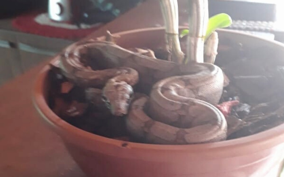 Uma dona de casa encontrou uma jiboia dentro de um vaso na cozinha de casa em Hidrolândia, na Região Metropolitana de Goiânia.