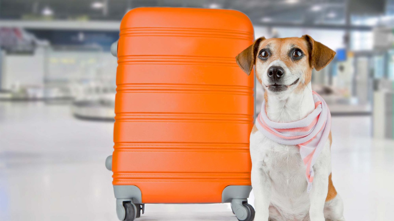 Procon Goiás alerta para transporte de animais em avião