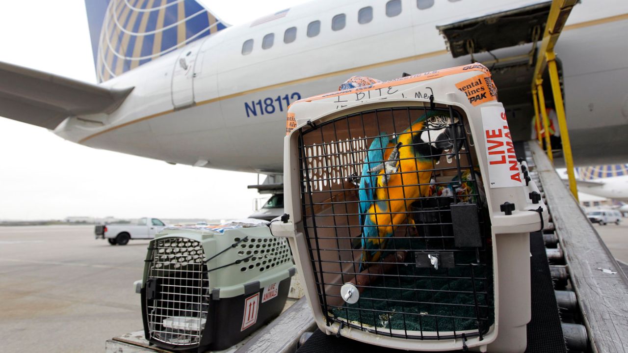 Procon Goiás alerta para transporte de animais em avião