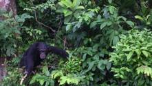 Chimpanzés que passaram por experimentos em laboratório vivem em ilhas particulares na Libéria