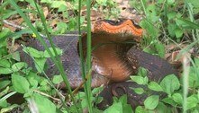 Esta cobra 'sorridente' borrifa um cheiro podre diante do perigo 