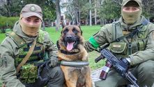 Cão do Exército russo é adotado por tropas da Ucrânia