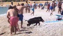 Sem lazer! Javali surge do mar e morde banhista em praia lotada