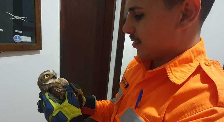 Coruja com asa machucada foi encaminhada para uma clínica veterinária.