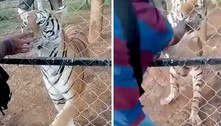 Funcionário de zoológico é mordido por tigre e morre de ataque cardíaco horas depois