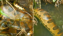 Sucuri gigante é flagrada em esconderijo após encher a pança