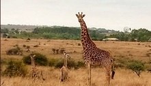 Evento raríssimo: girafas gêmeas da espécie mais alta nascem em parque nacional