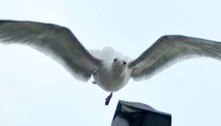 Gaivota aterrorizante persegue homem durante videochamada na rua 