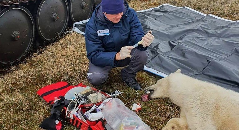 Urso foi sedado e veterinários retiraram o item da boca dele