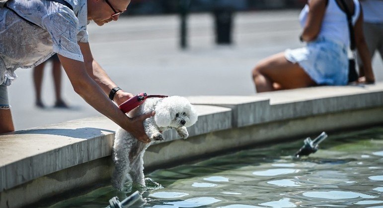 Altas temperaturas também afetam os animais