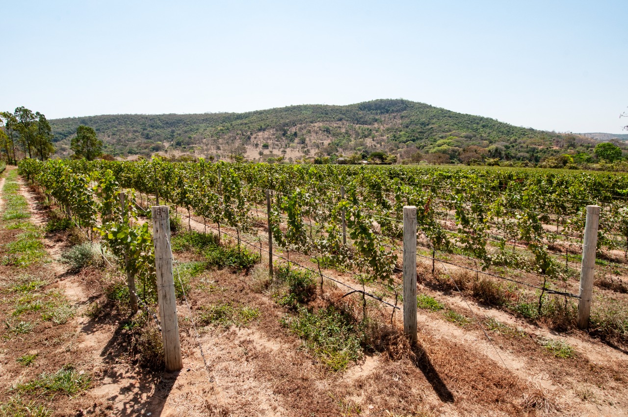 Rota dos pireneus, novo turismo e Goiás, destacando os vinhos e queijos