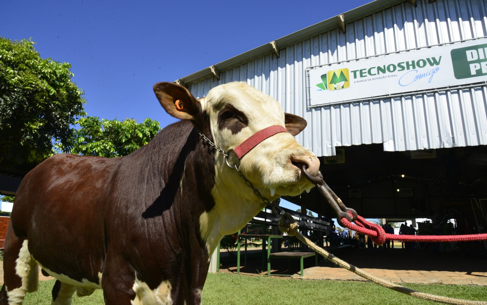 Feira oferece dinâmicas de pecuária e expõe cerca de 1 mil animais, em GO